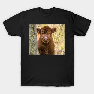 Scottish highland cow calf T-Shirt